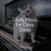 Study Music for Deep Sleep