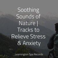 Soothing Sounds of Nature | Tracks to Relieve Stress & Anxiety