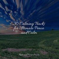 30 Calming Tracks for Ultimate Peace and Calm