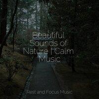 Beautiful Sounds of Nature | Calm Music