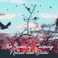 The Sound of Calming Nature and Birds