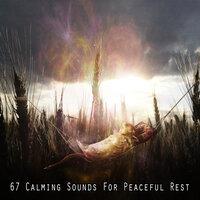 67 успокаивающих звуков для спокойного отдыха