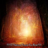 17 Natural Forest For Rest