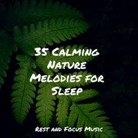 35 Calming Nature Melodies for Sleep