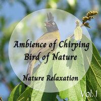 Nature Relaxation: Ambience of Chirping Bird of Nature
