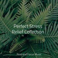 Perfect Stress Relief Collection
