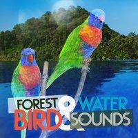Forest Bird and Water Sounds