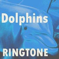 Dolphins Ringtone