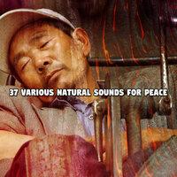 37 Various Natural Sounds For Peace