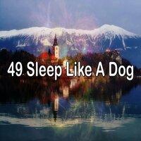49 Sleep Like a Dog