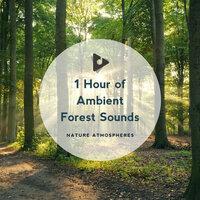 1 Hour of Ambient Forest Sounds